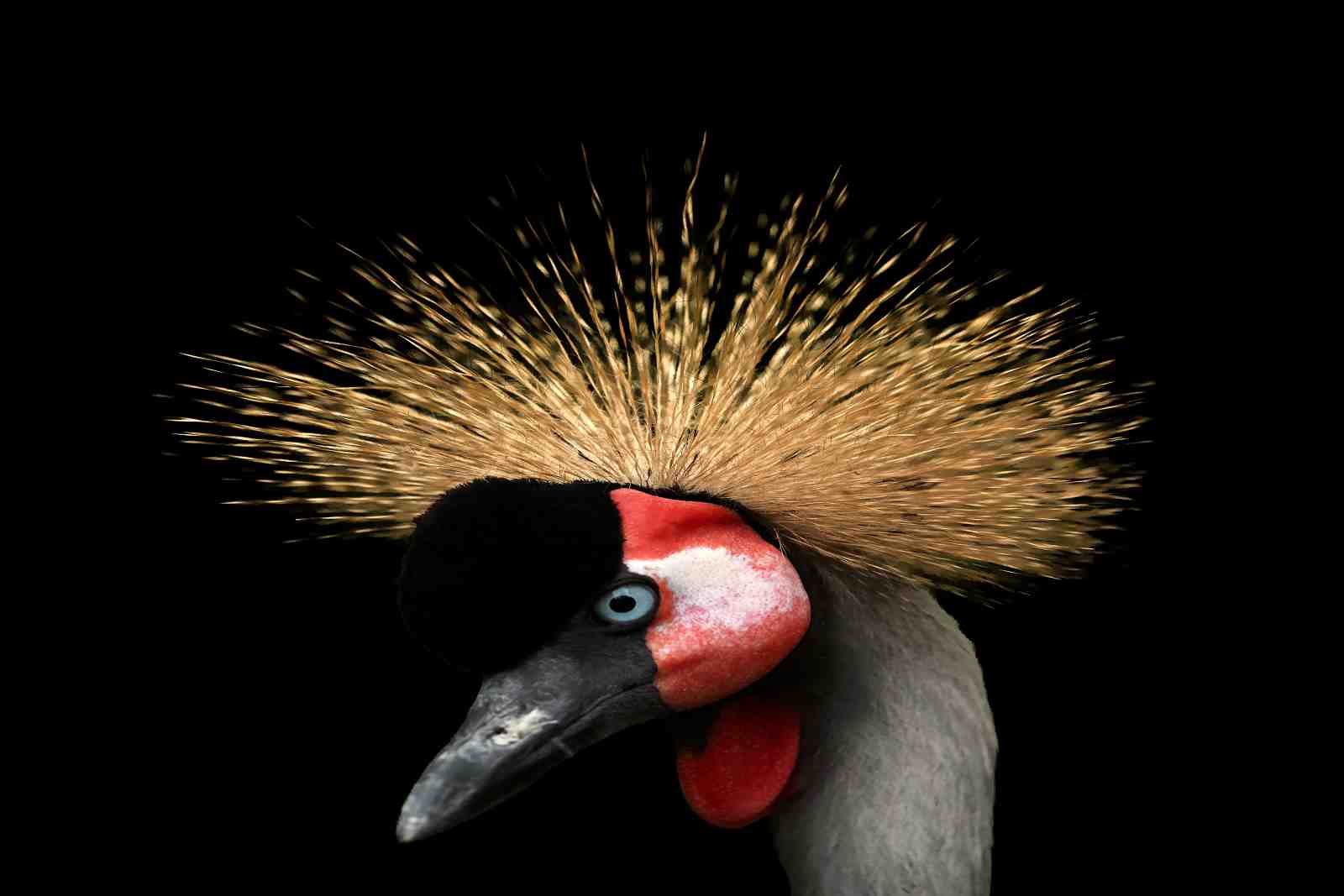 Majestic Grey Crowned Crane Art Wall Art