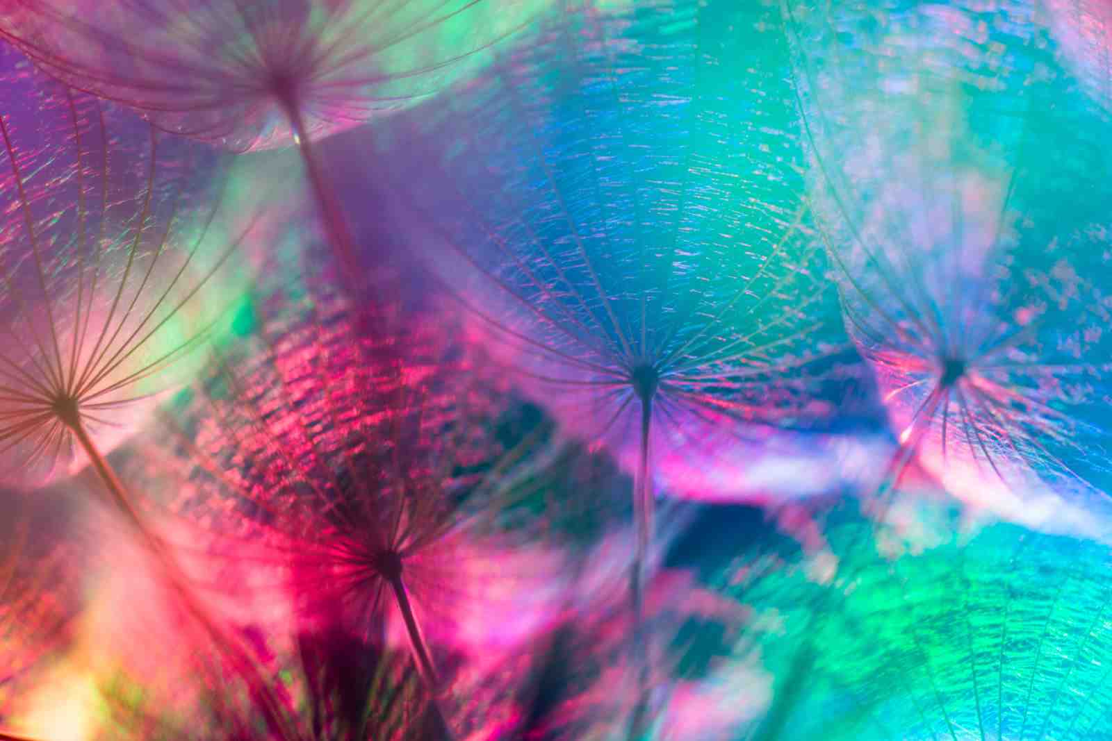 Vibrant Dandelion Seed Macro Wall Art
