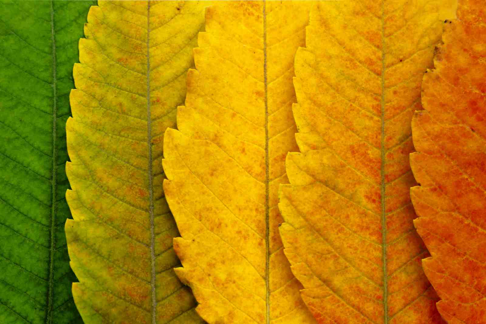 Vibrant Autumn Leaf Gradient Wall Art