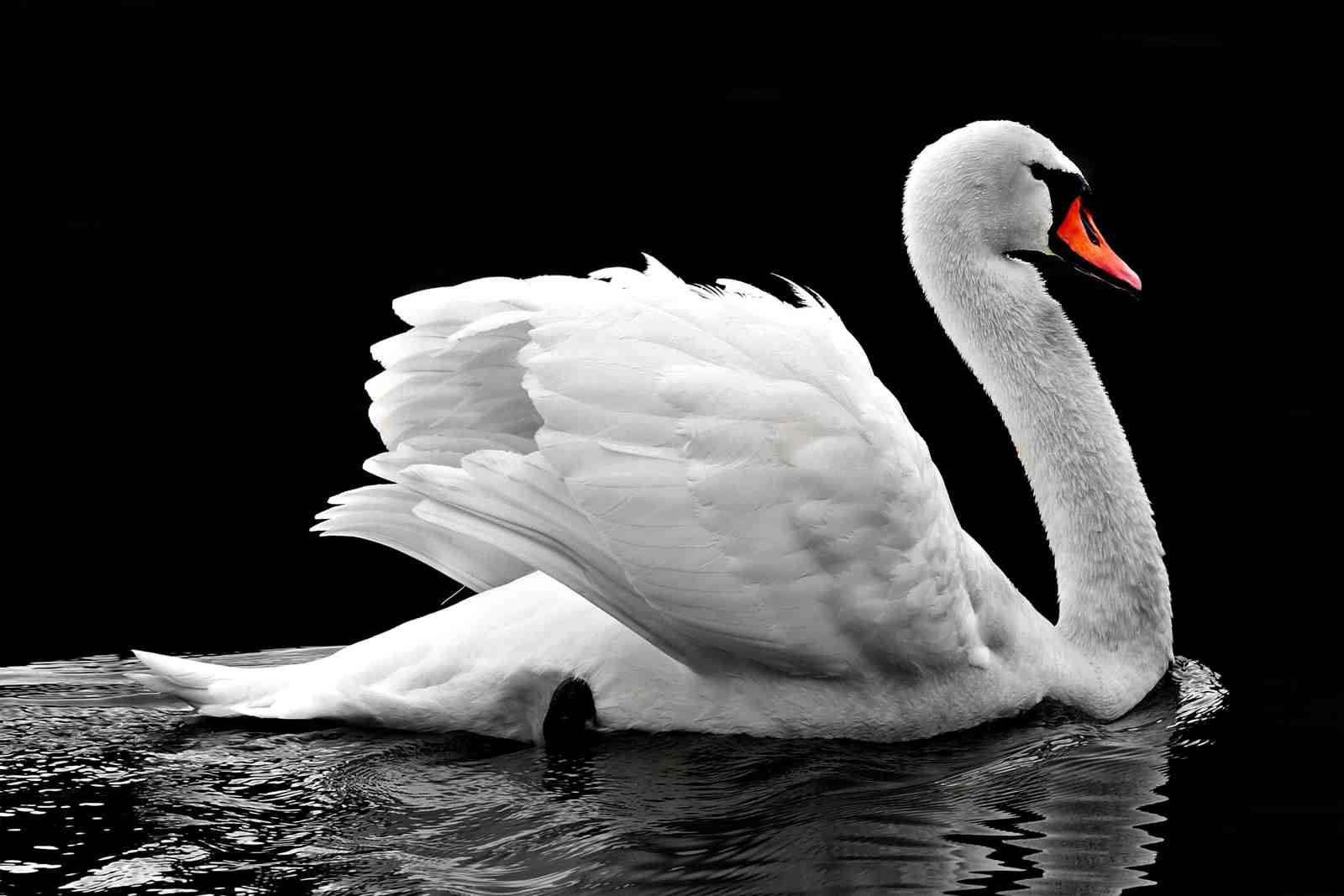 Elegant Swan Serenity on Black Wall Art