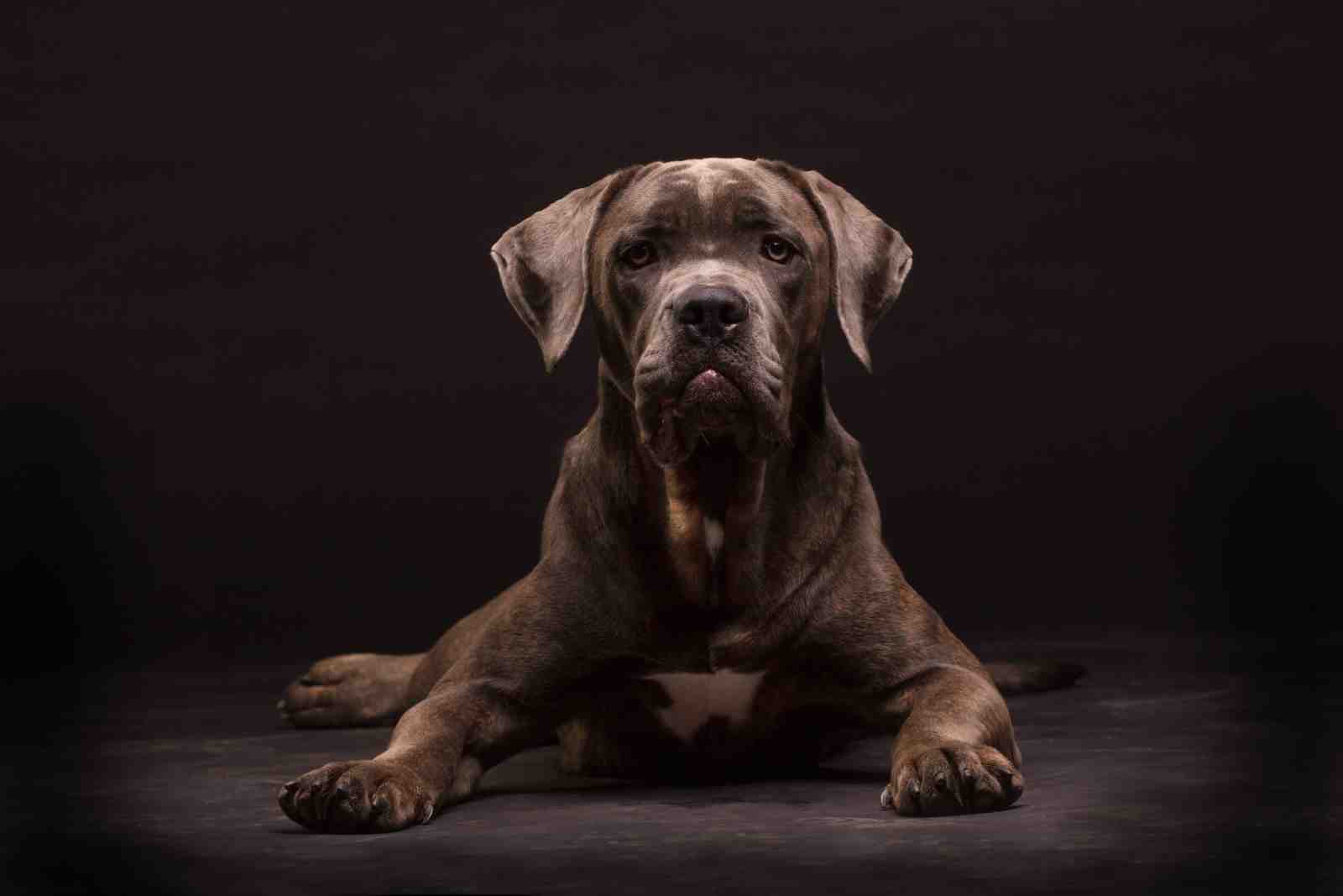 Majestic Cane Corso Dog Portrait Wall Art