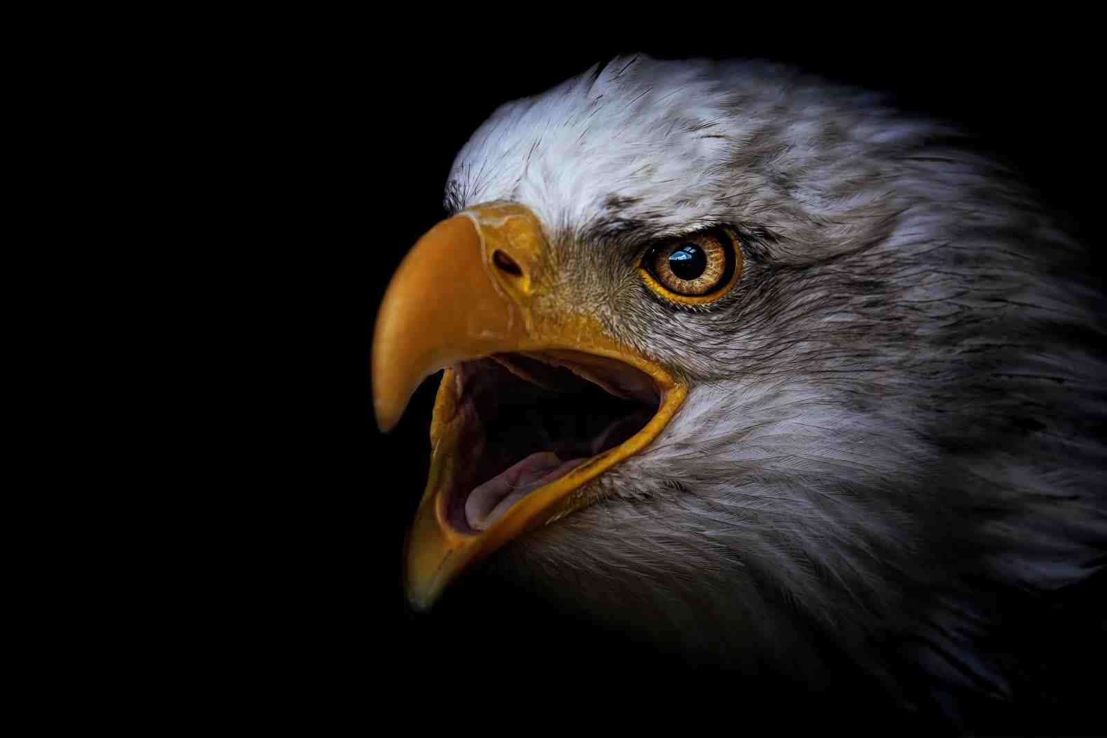 Majestic Eagle Roar Wall Art - Wildlife Wall Art