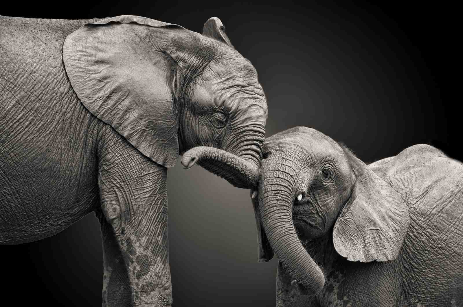 Tender Embrace Elephant Family Wall Art