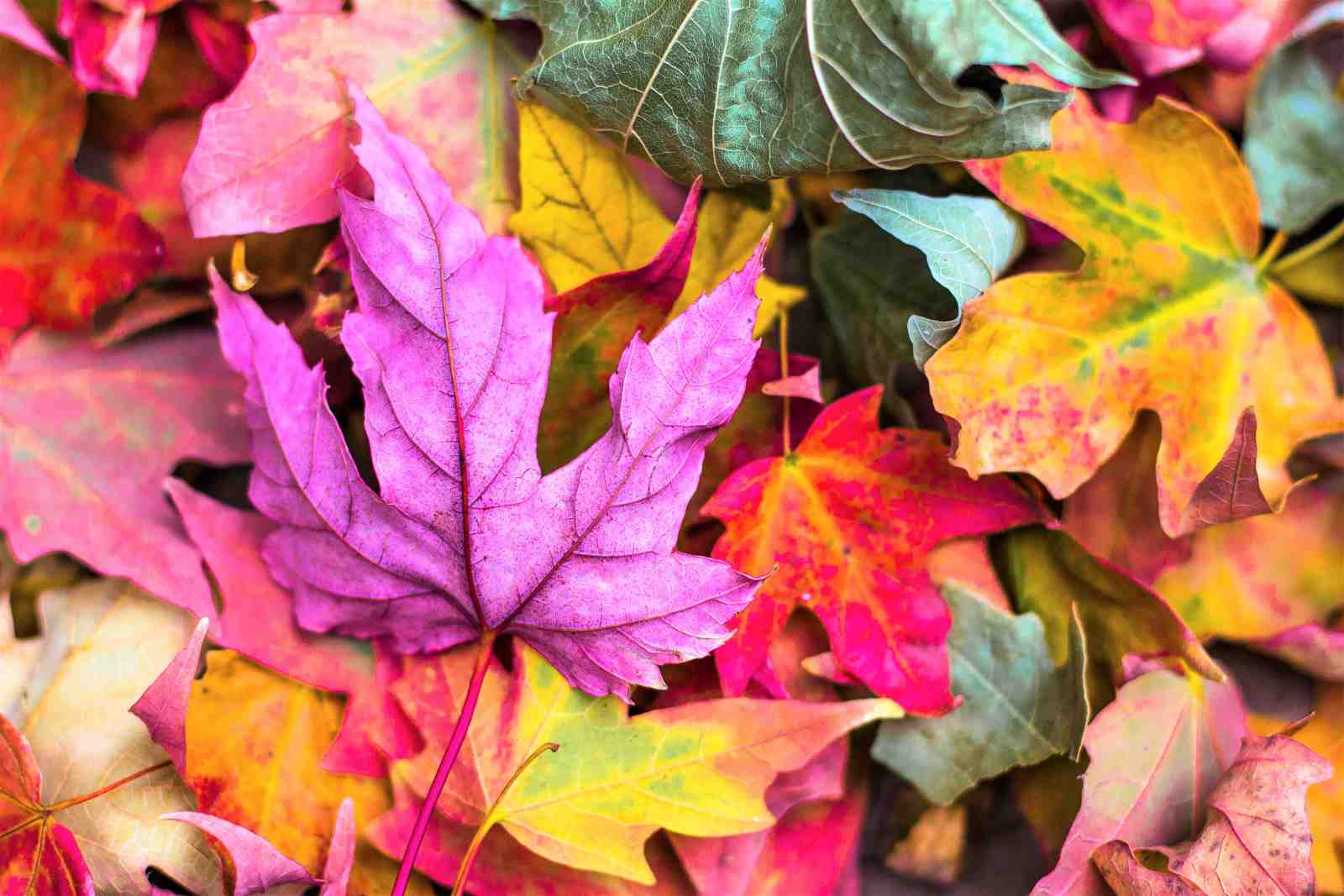 Vibrant Autumn Leaves Wall Art