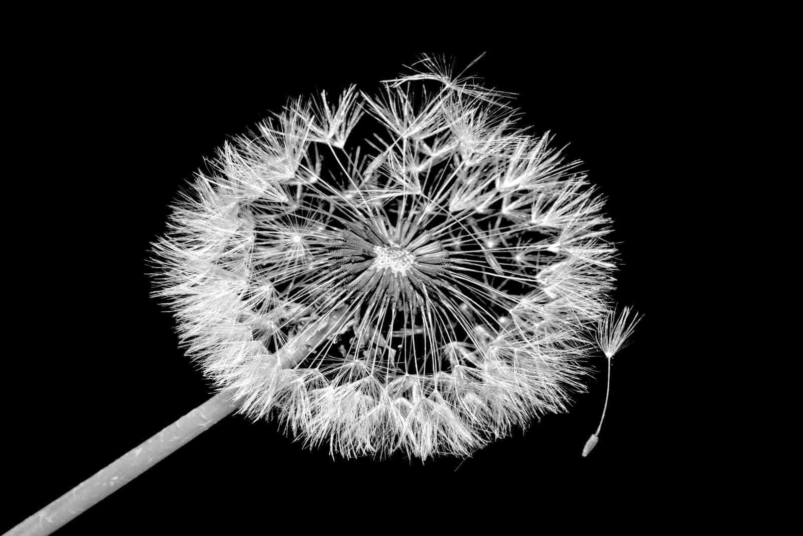 Minimalist Dandelion Seed Fly Wall Art