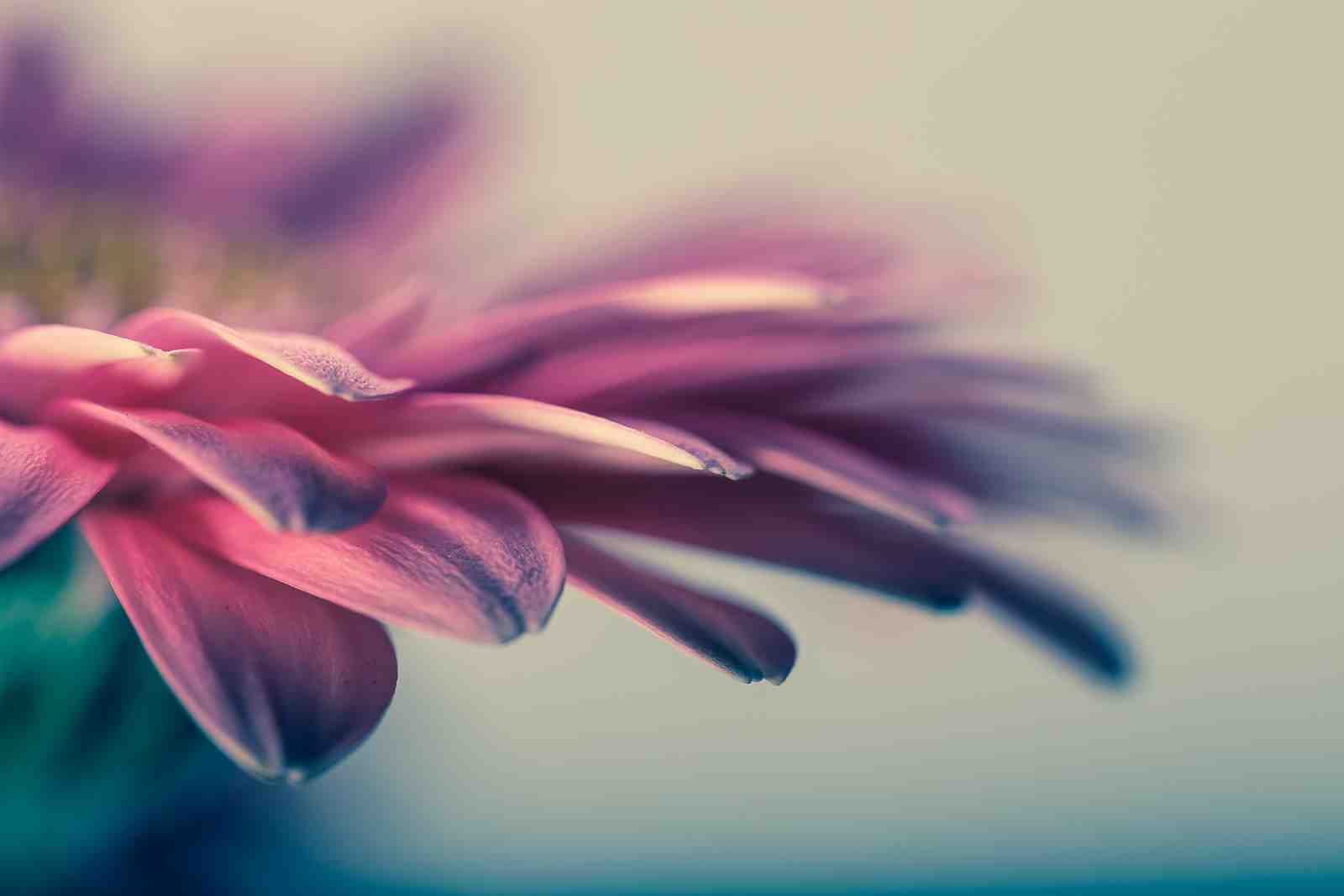 Pink Daisy Macro Floral Art Wall Art