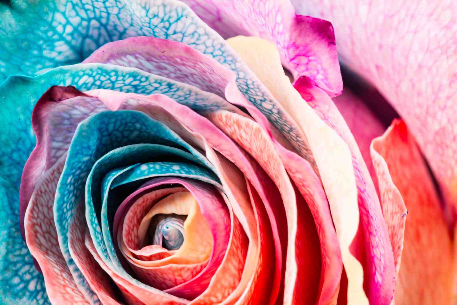 Vibrant Rainbow Rose Petals Wall Art