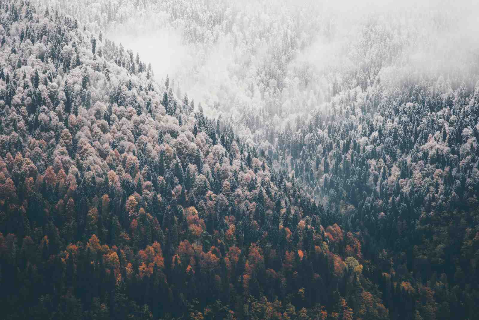 Misty Mountain Forest Wall Art
