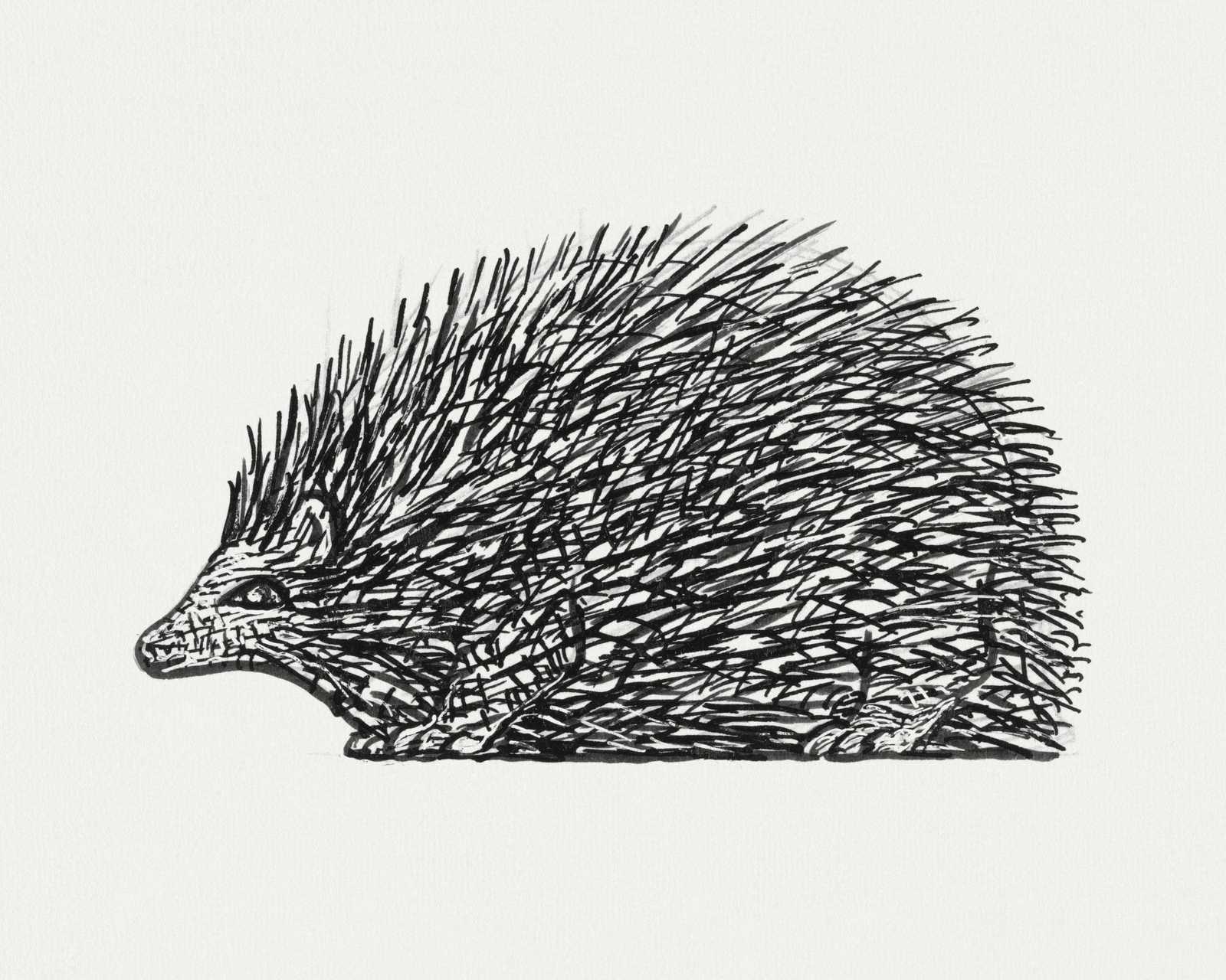 Whimsical Hedgehog Sketch Black & White Wall Art