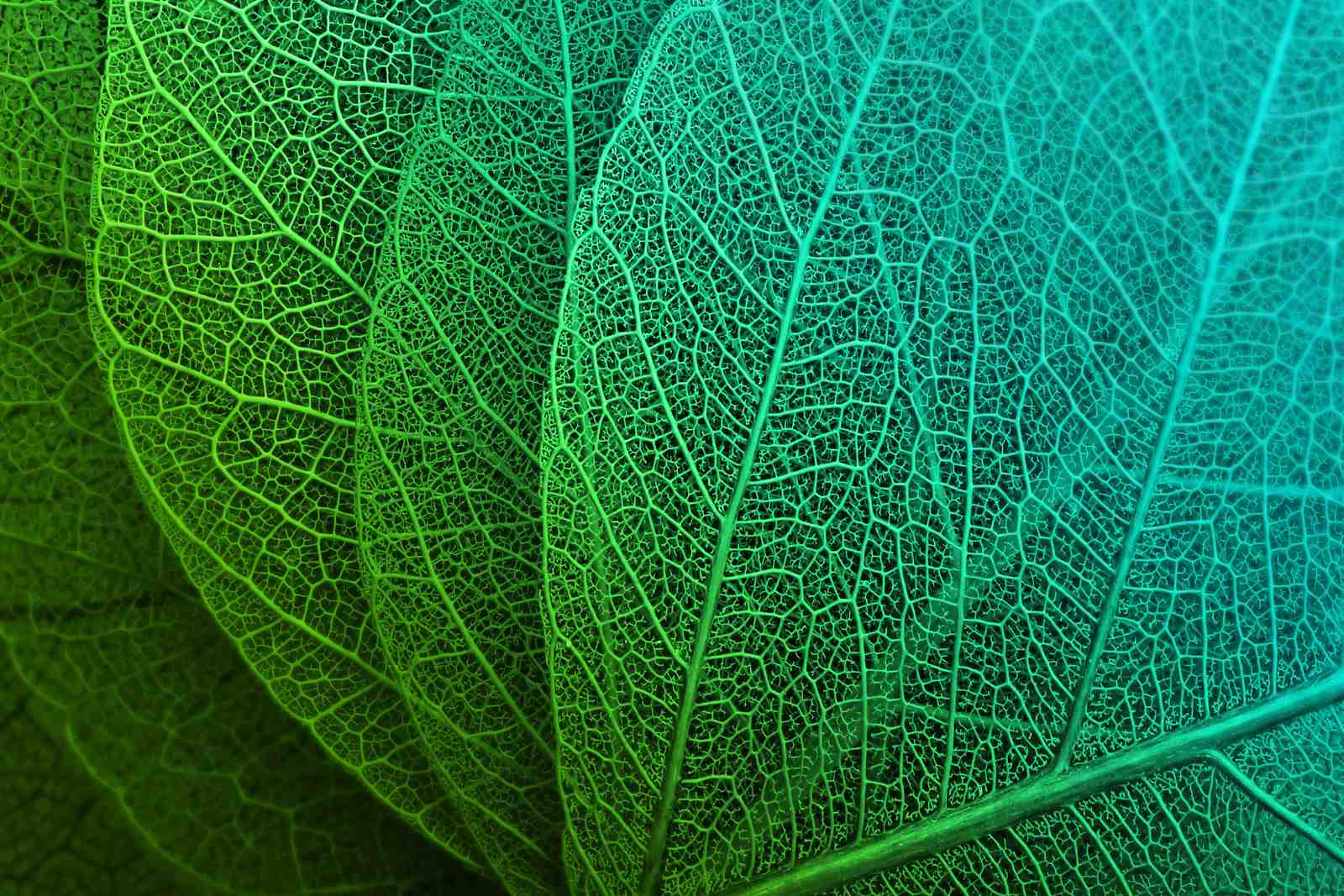 Vibrant Green Leaf Vein Macro Wall Art