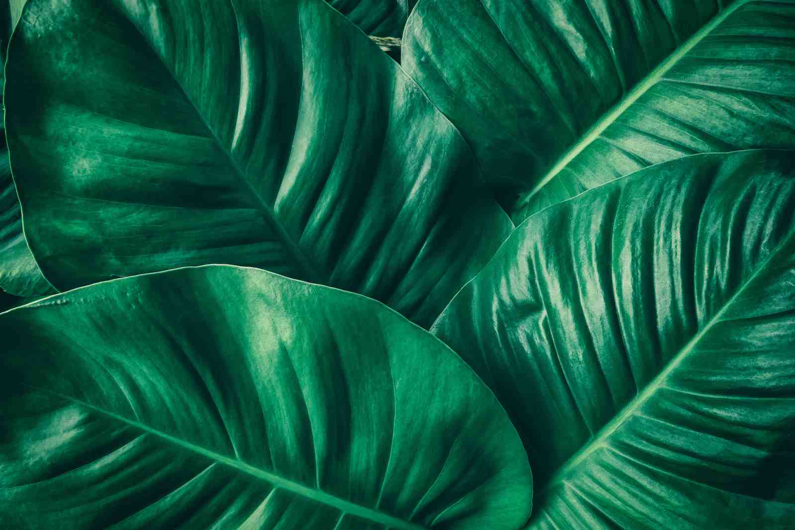 Lush Greenery Tropical Leaves Wall Art