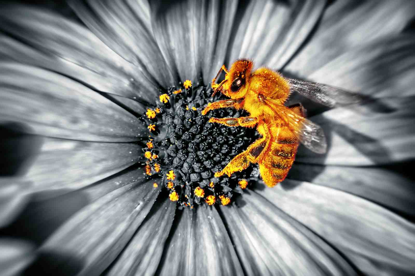 Vibrant Bee on Flower Abstract Wall Art
