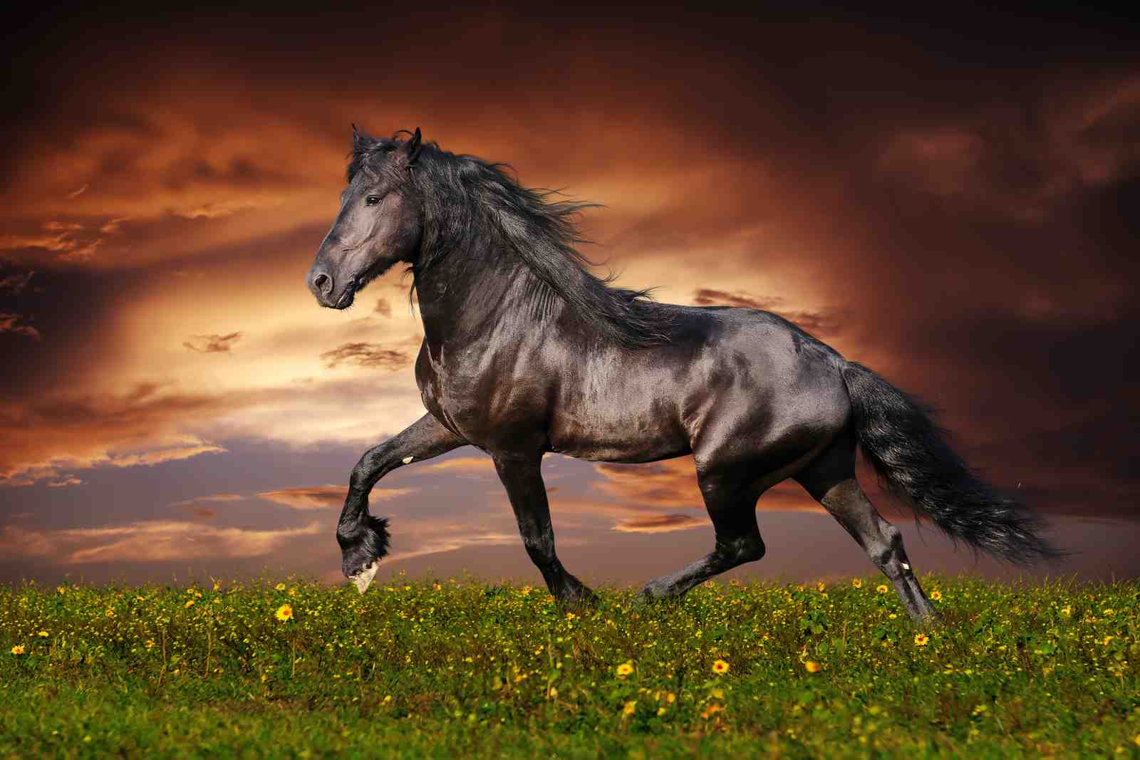 Majestic Black Horse Galloping Wall Art
