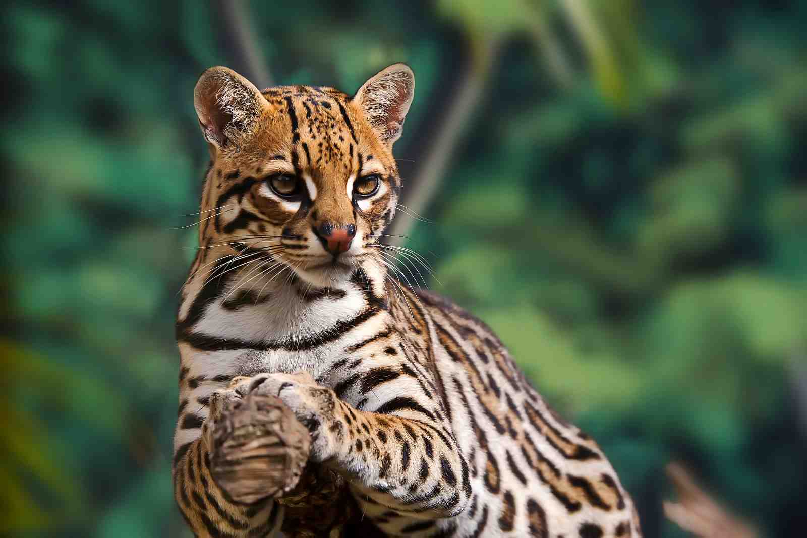 Majestic Ocelot Portrait Wall Art
