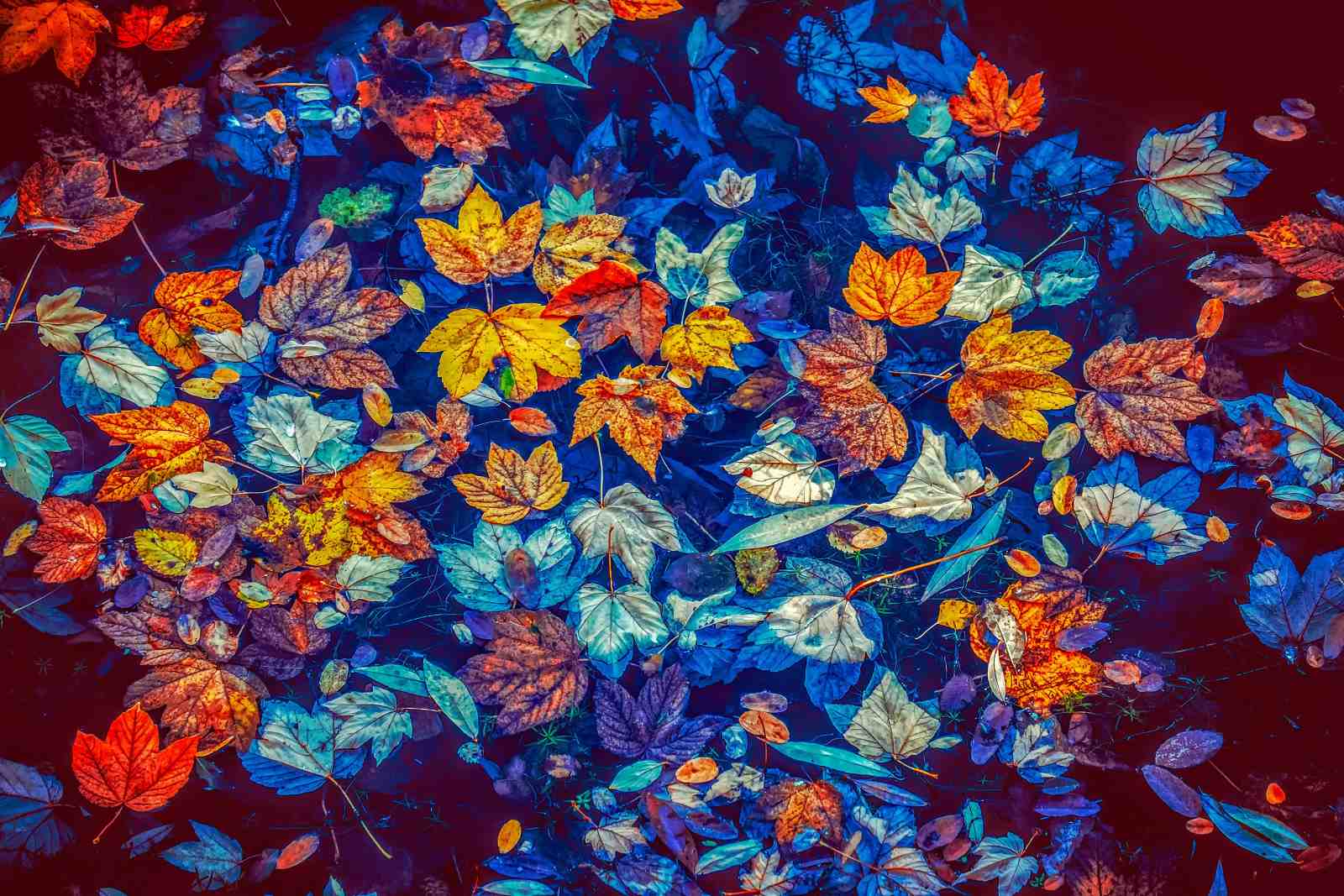 Vibrant Autumn Leaves Floating Wall Art