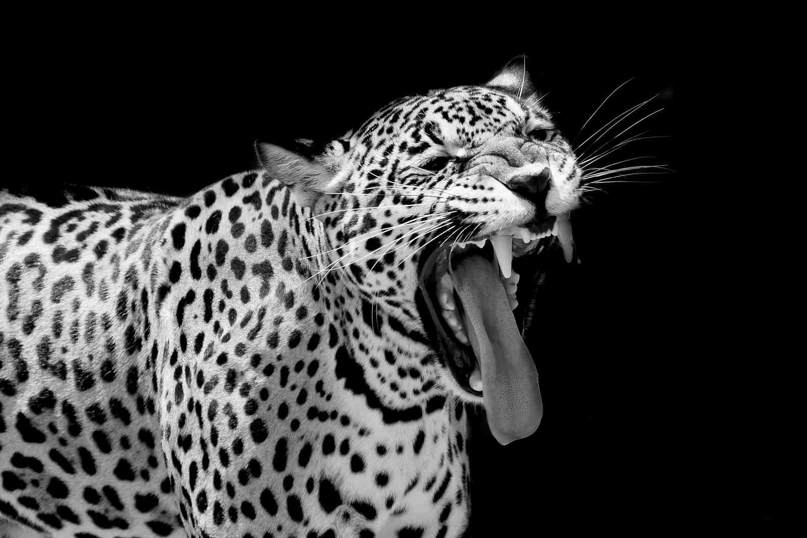 Majestic Jaguar Roar Black & White Wall Art