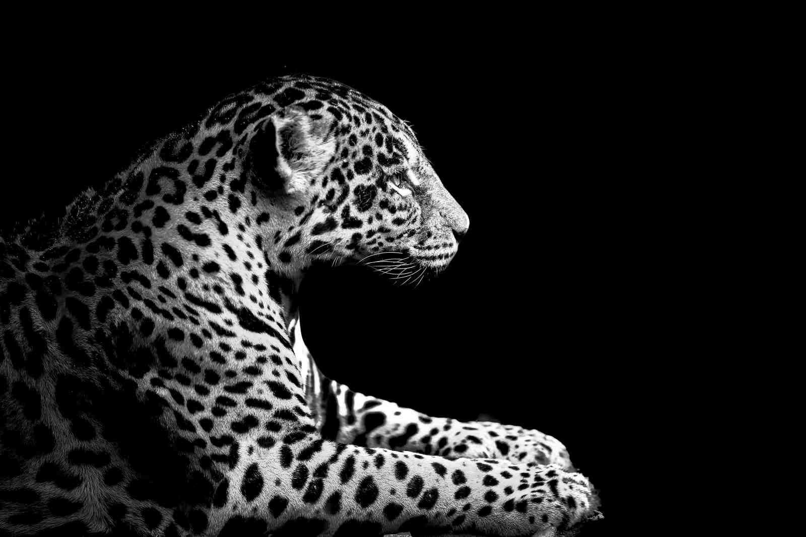 Majestic Jaguar B&W Animal Art Wall Art