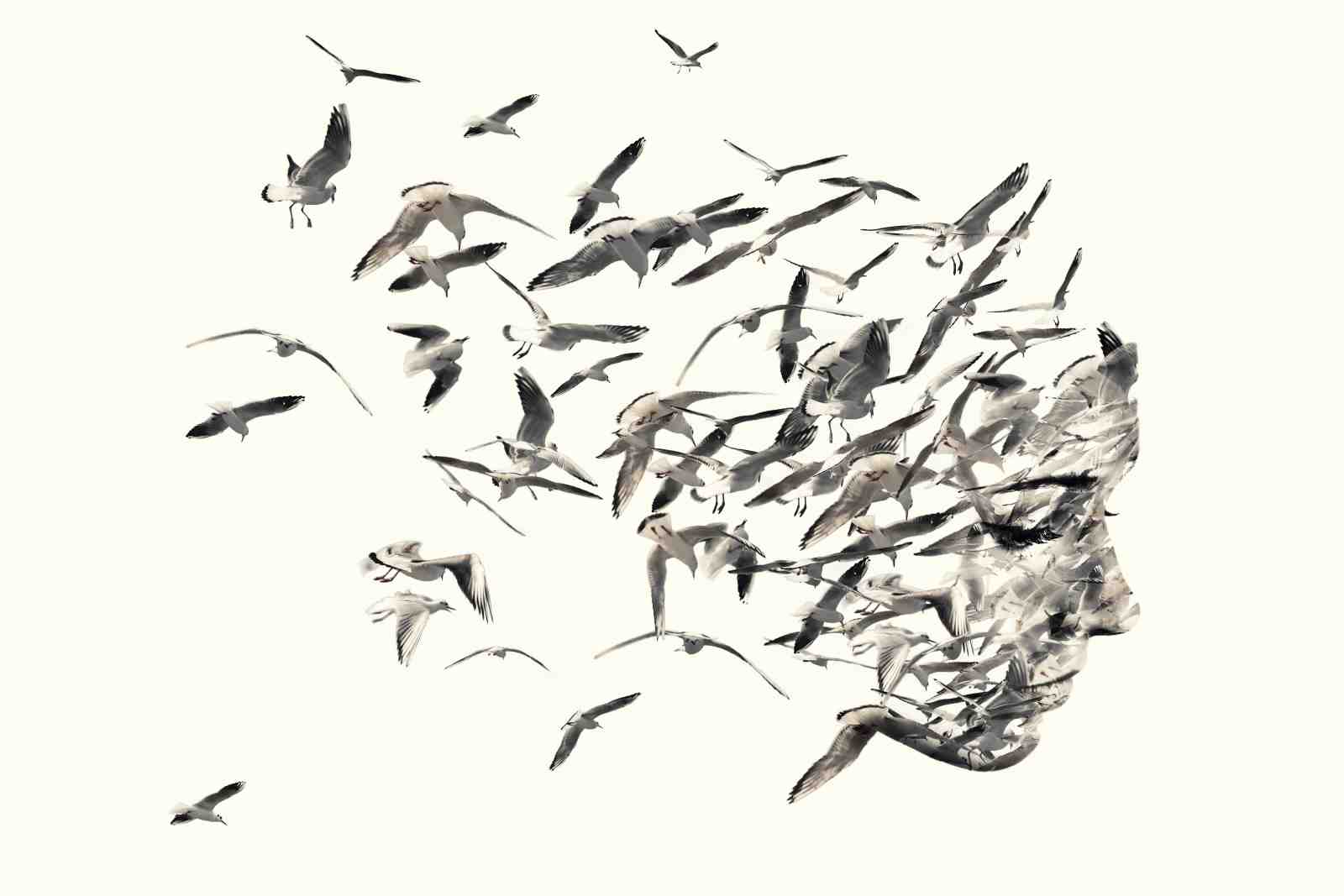 Abstract Seagull Face Wall Art Wall Art