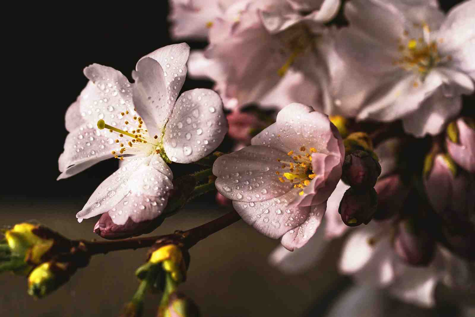 Delicate Dewy Blossom Fine Art Wall Art