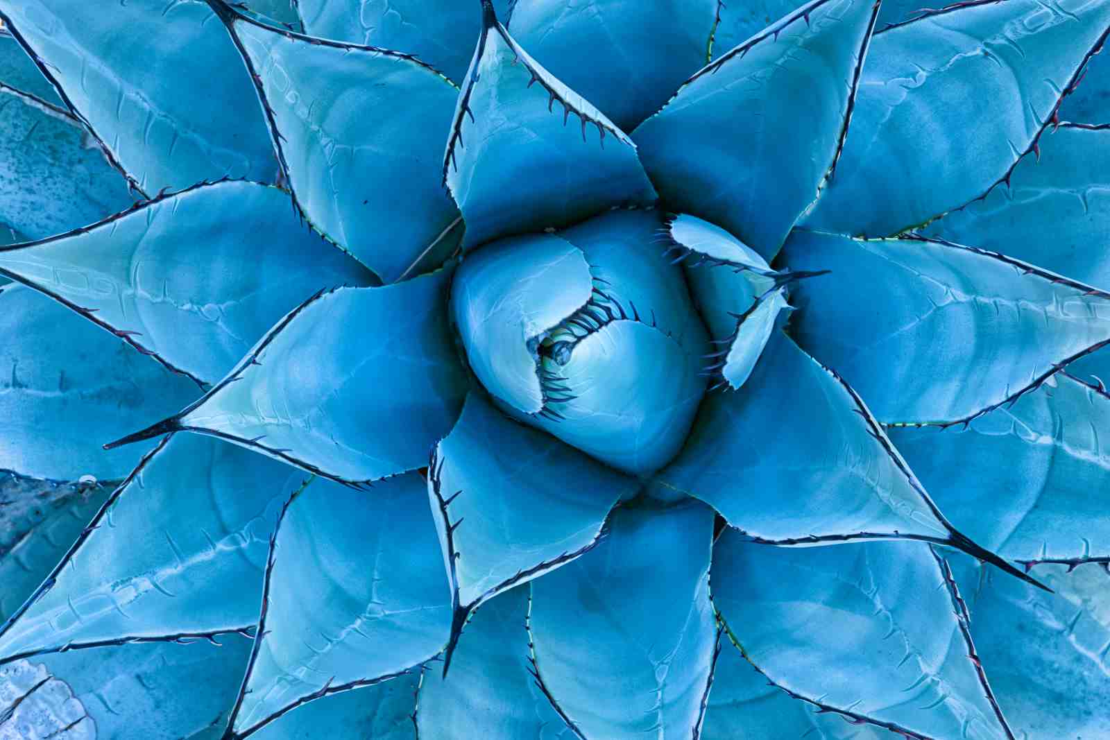 Blue Agave Bloom Nature Macro Wall Art