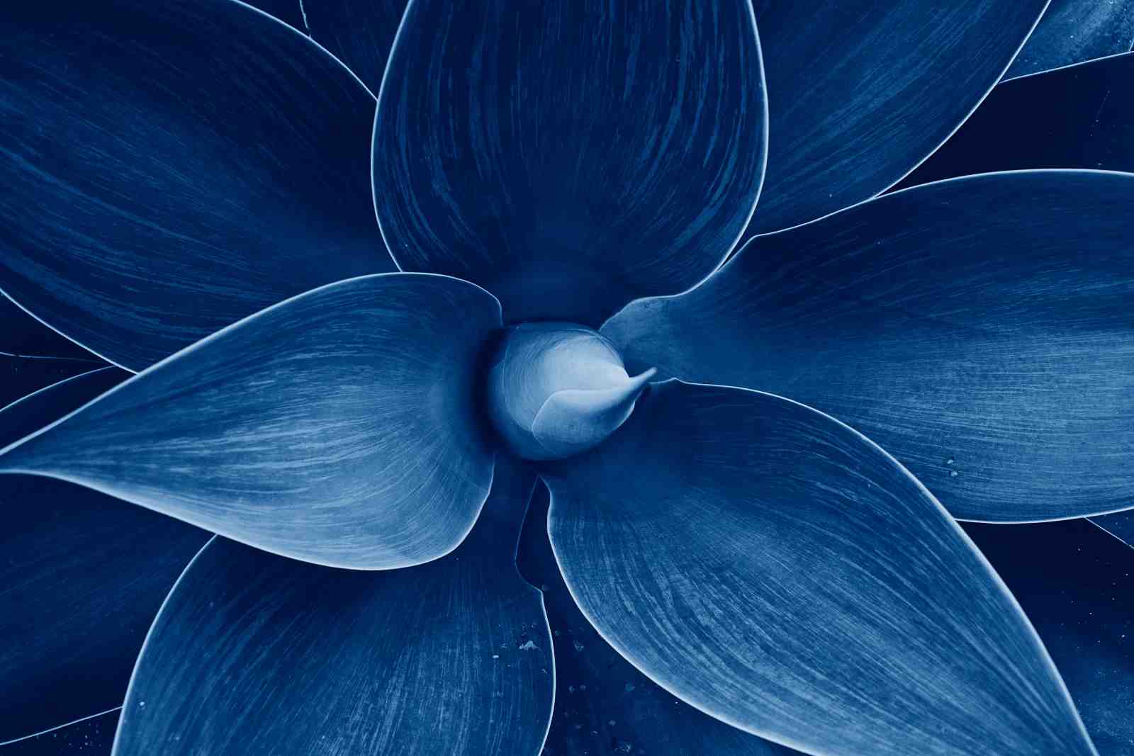 Deep Blue Agave Botanical Wall Art