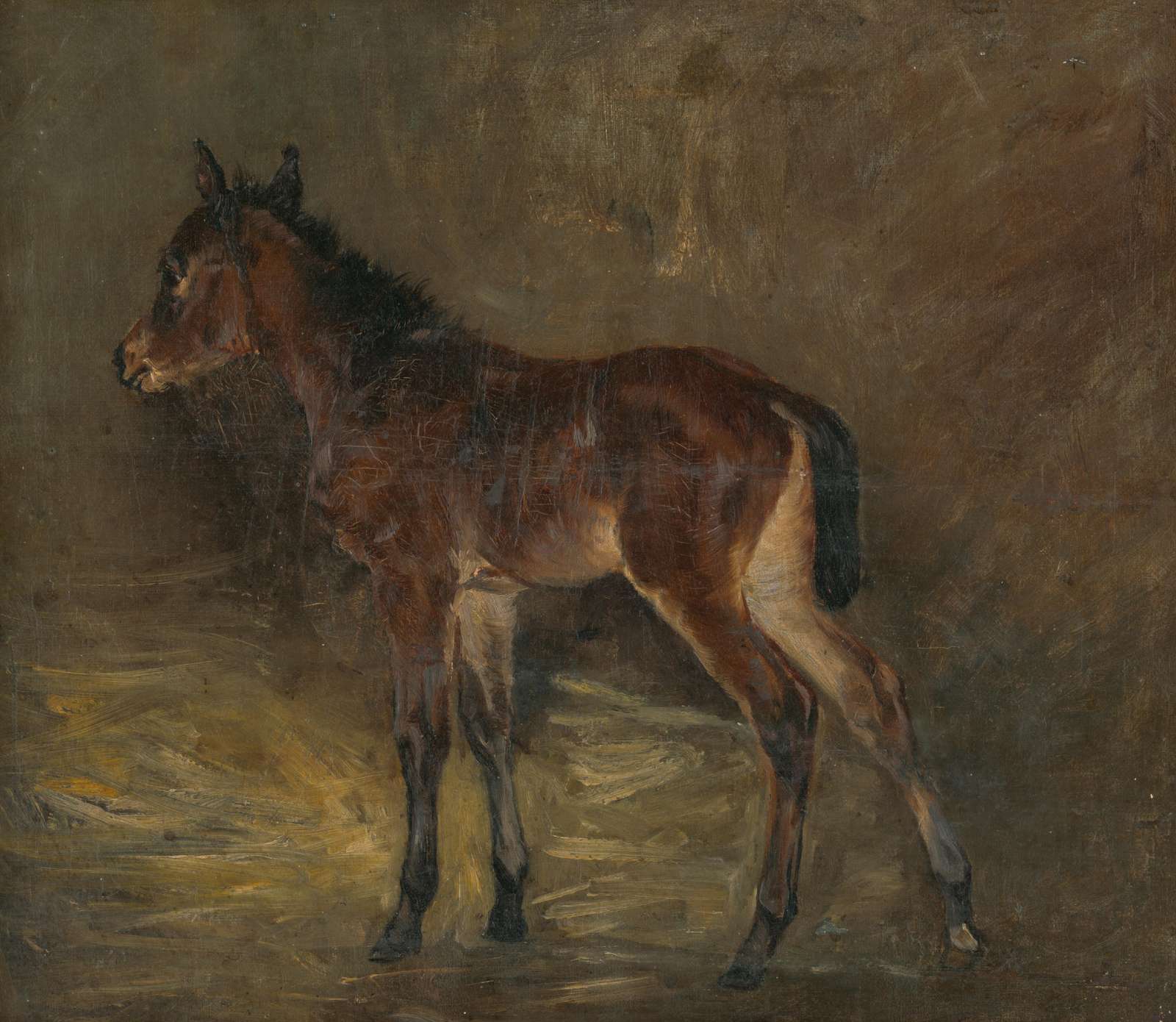 Majestic Foal Equine Art Wall Art