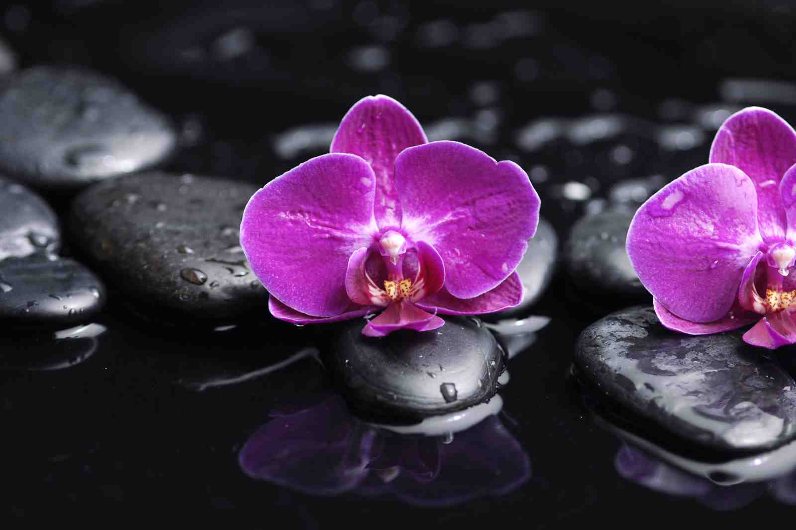 Zen Purple Orchid Spa Stones Wall Art