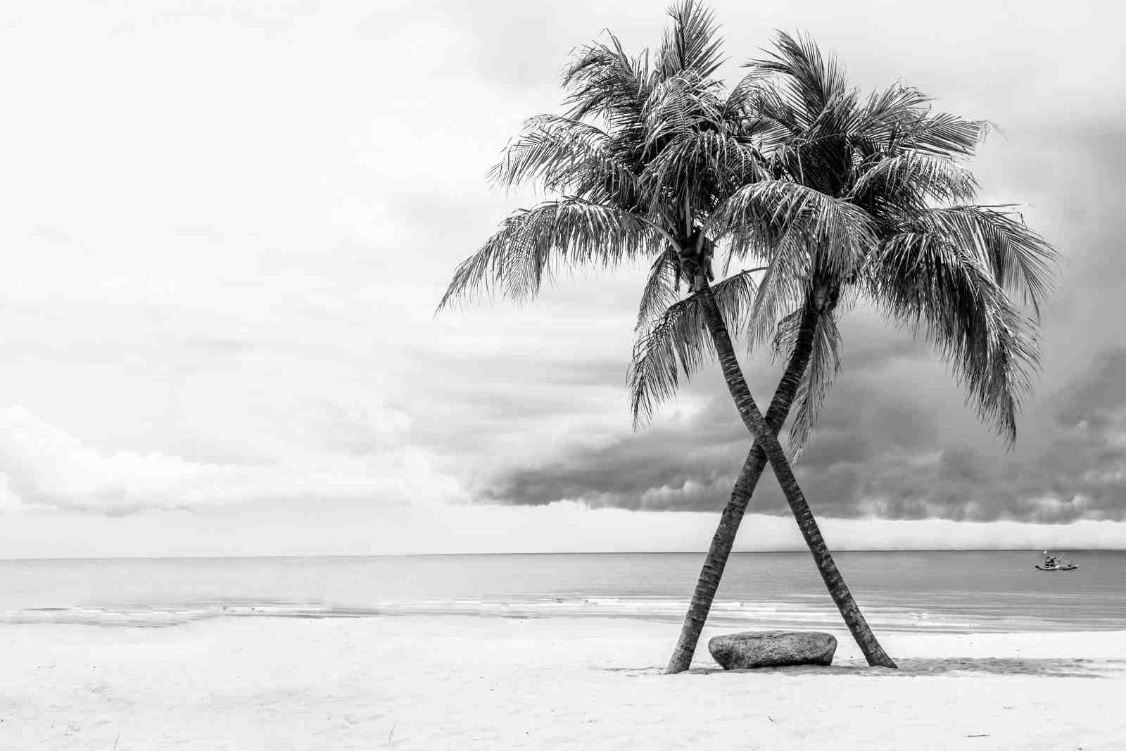 Serene Palm Beach Landscape Wall Art