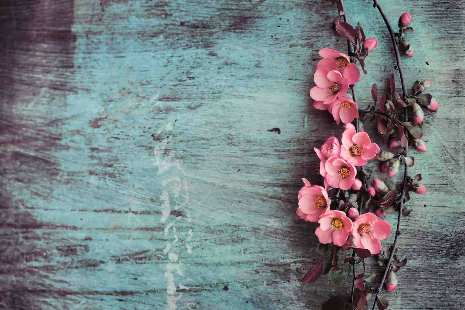 Vintage Pink Blossom Against Teal Wood Wall Art