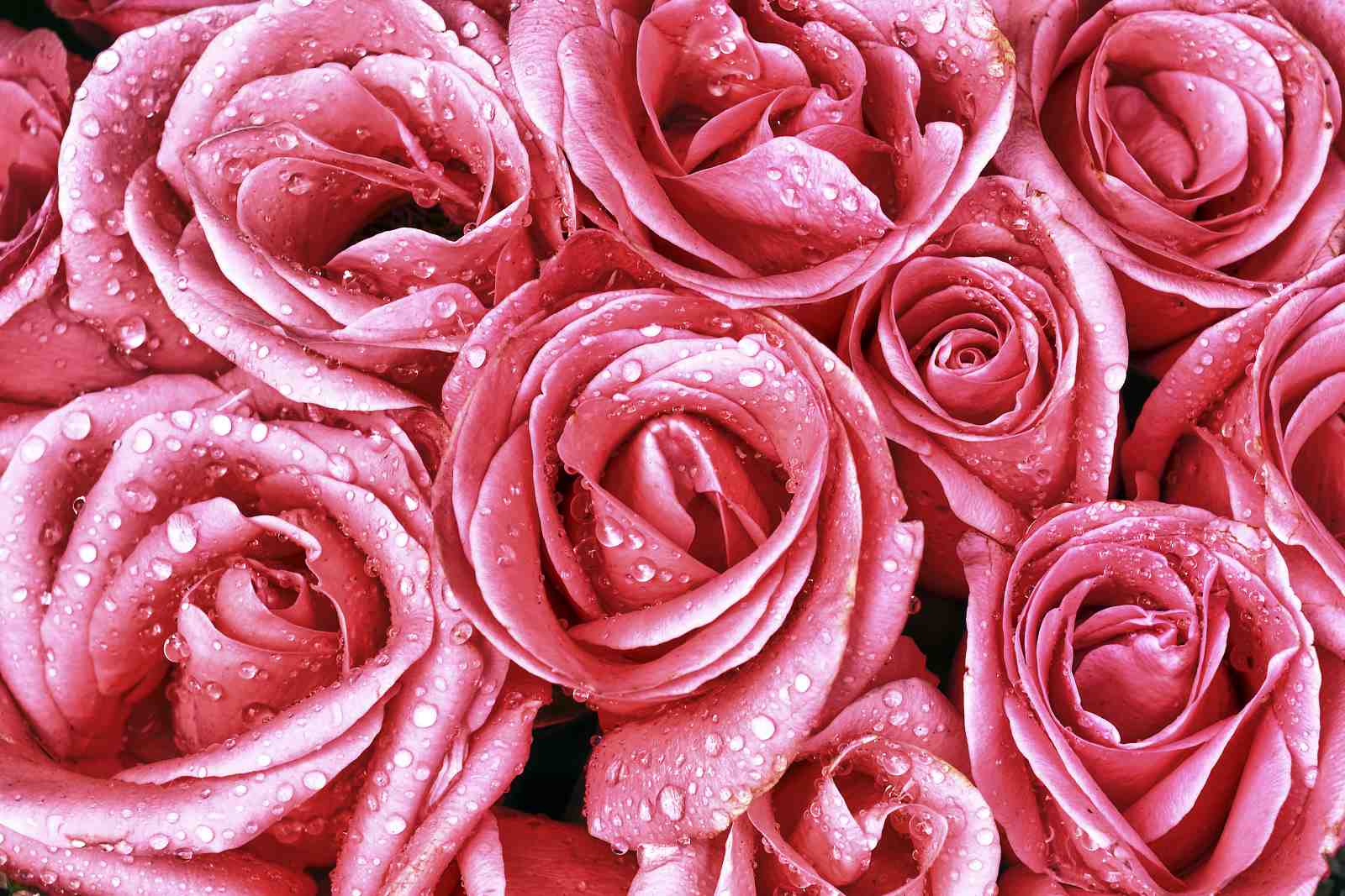 Dewy Pink Roses Floral Wall Art Wall Art