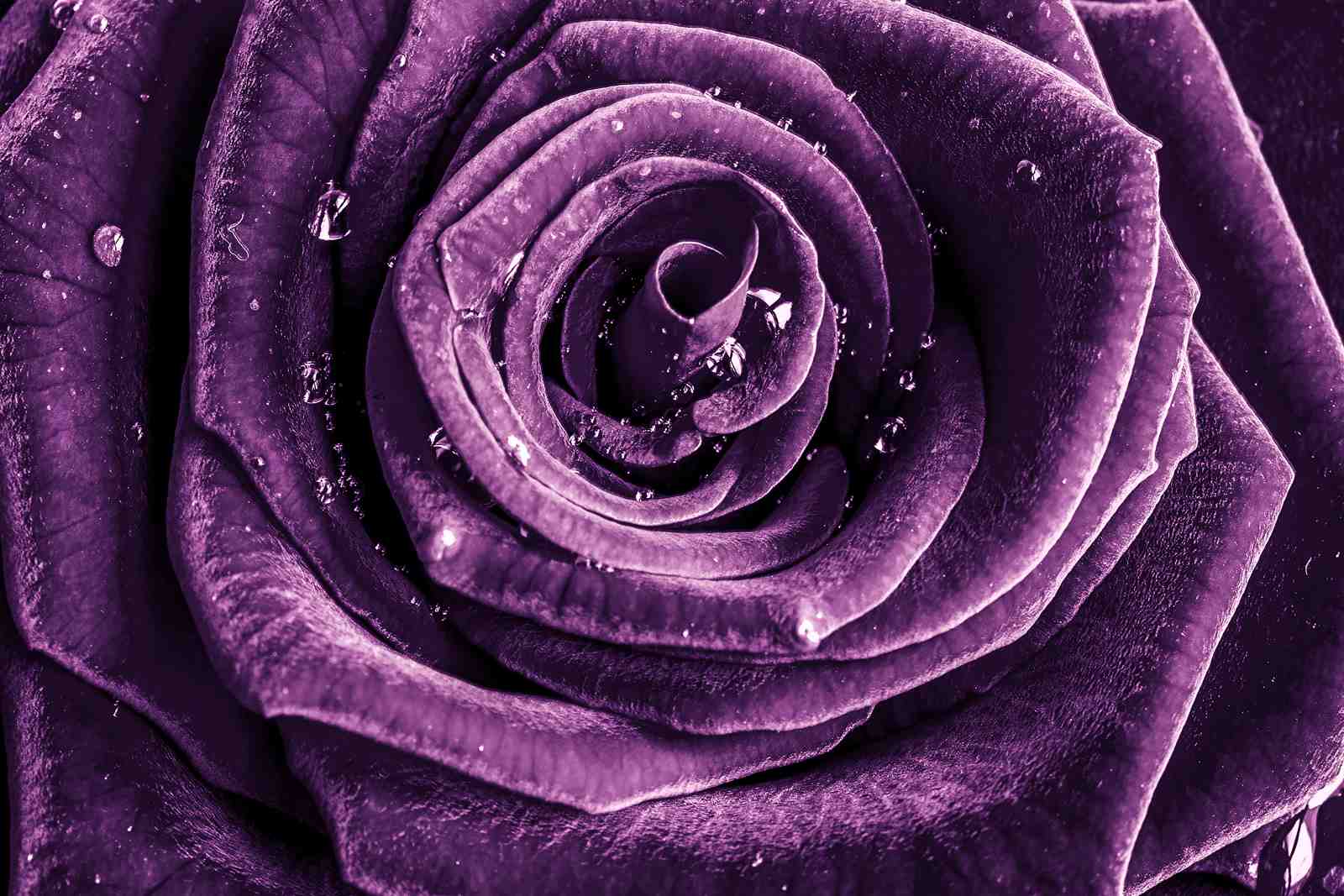 Velvet Purple Rose Dewdrops Wall Art