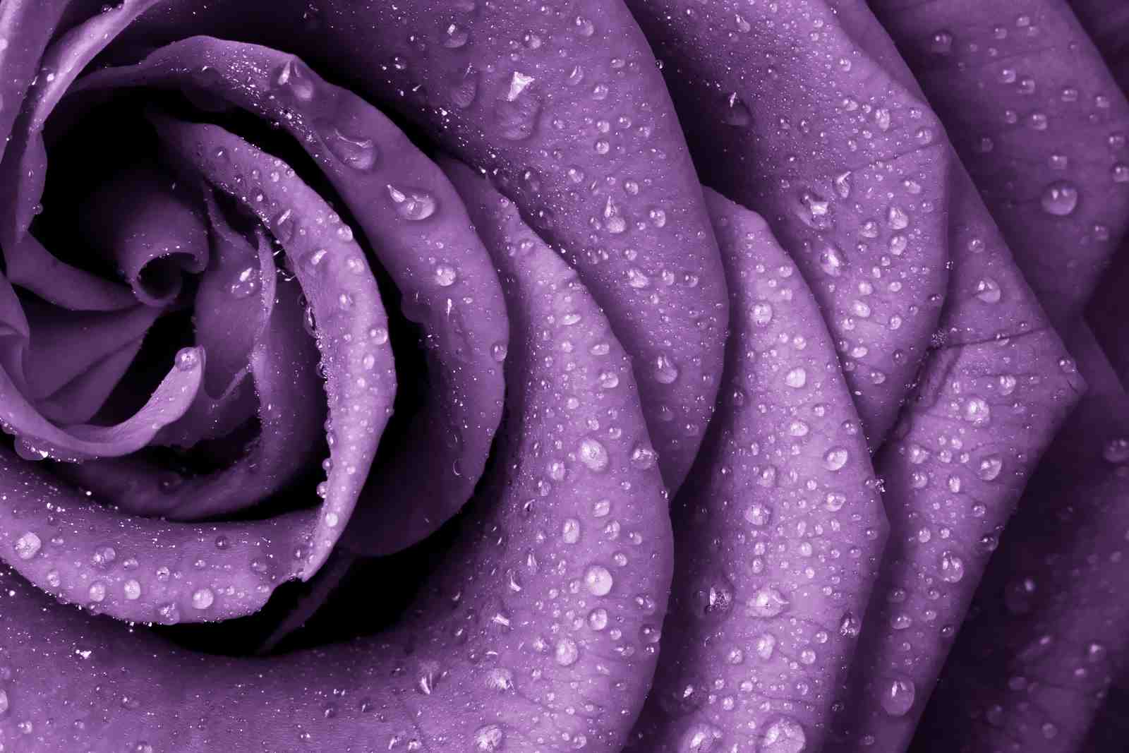 Elegant Lavender Rose Water Droplets Wall Art