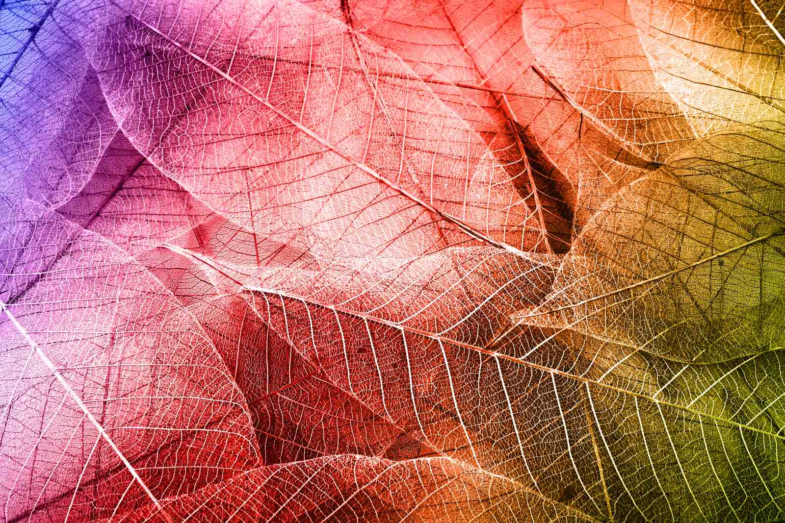 Vibrant Skeleton Leaves Gradient Wall Art