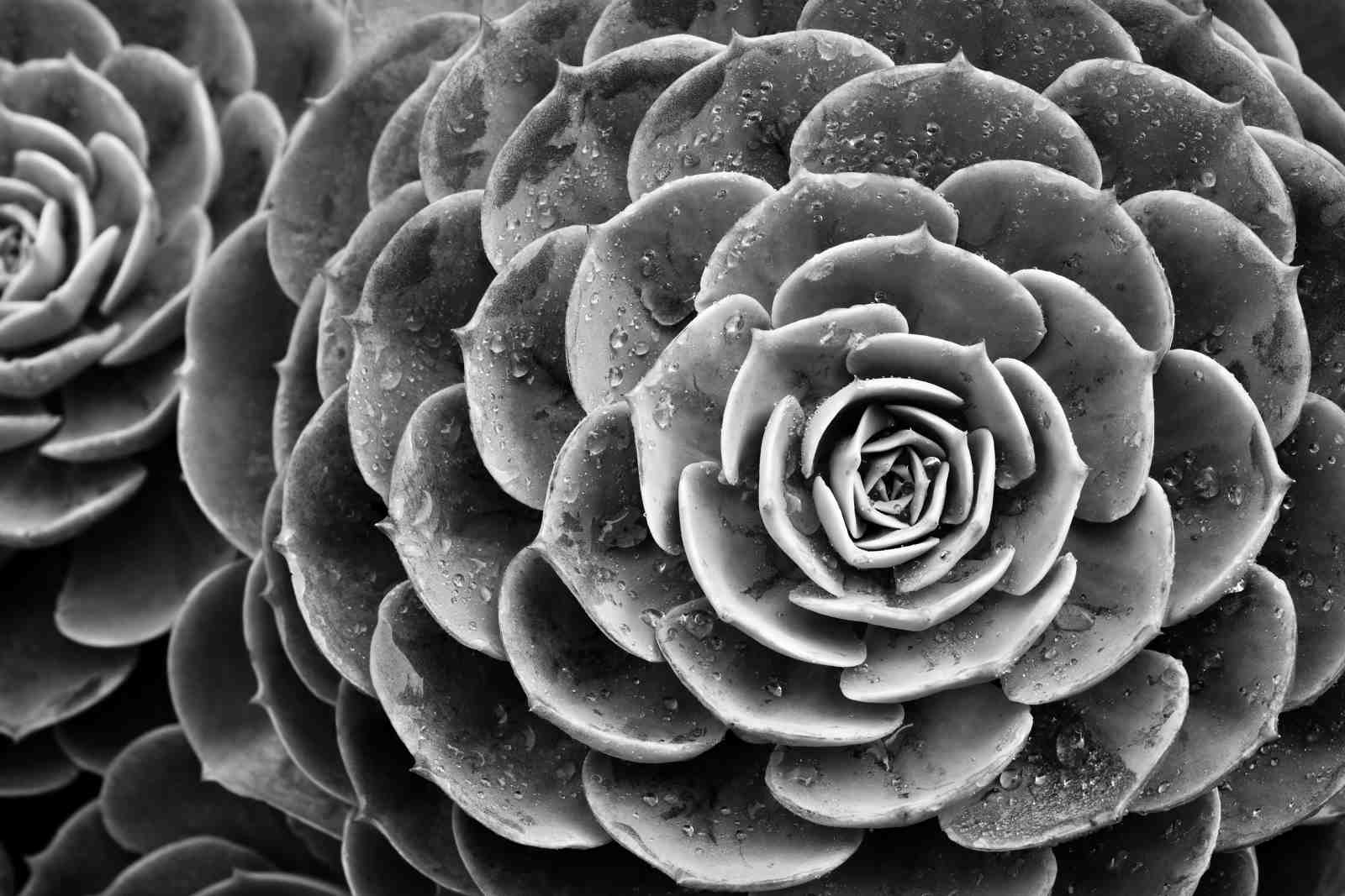 Monochromatic Succulent Macro Wall Art