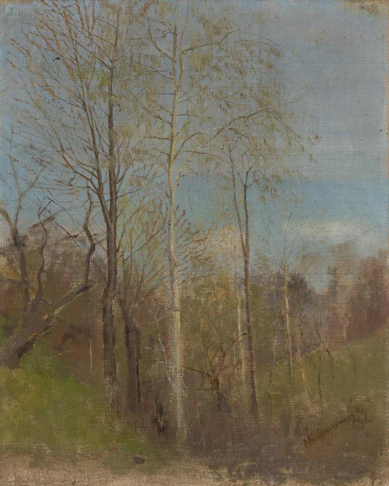 Serene Birch Forest Early Spring Wall Art