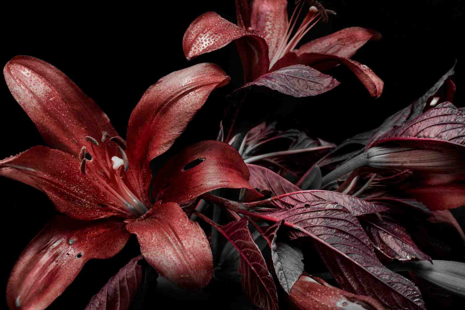 Crimson Lily Close-Up Wall Art