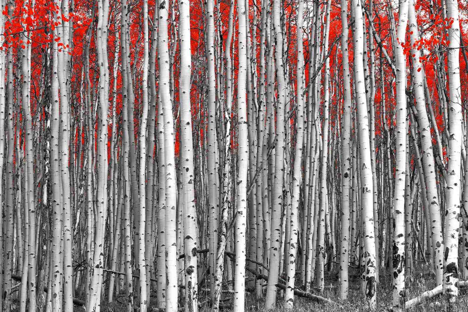 Vibrant Red Aspen Forest Wall Art