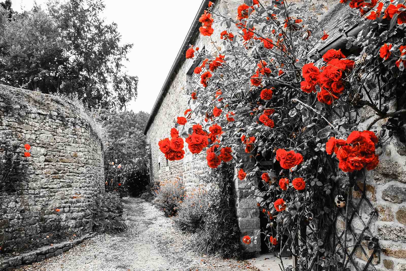 Vibrant Red Roses Countryside Wall Art