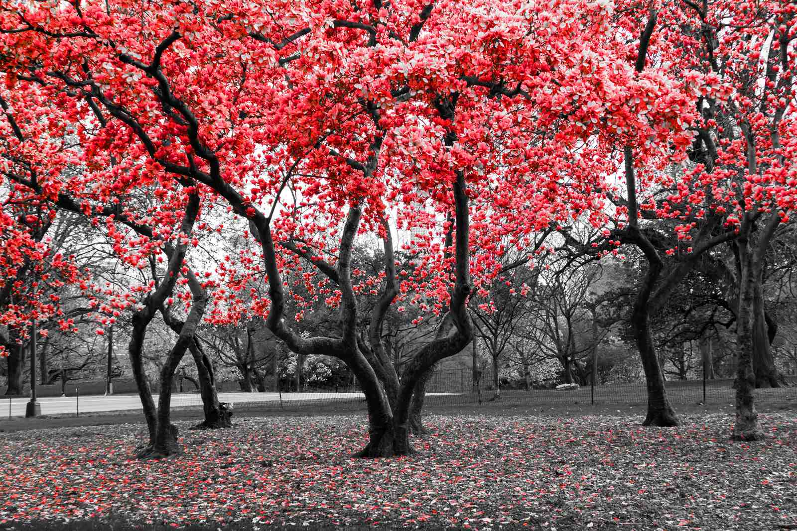 Vibrant Red Blossom Tree Wall Art