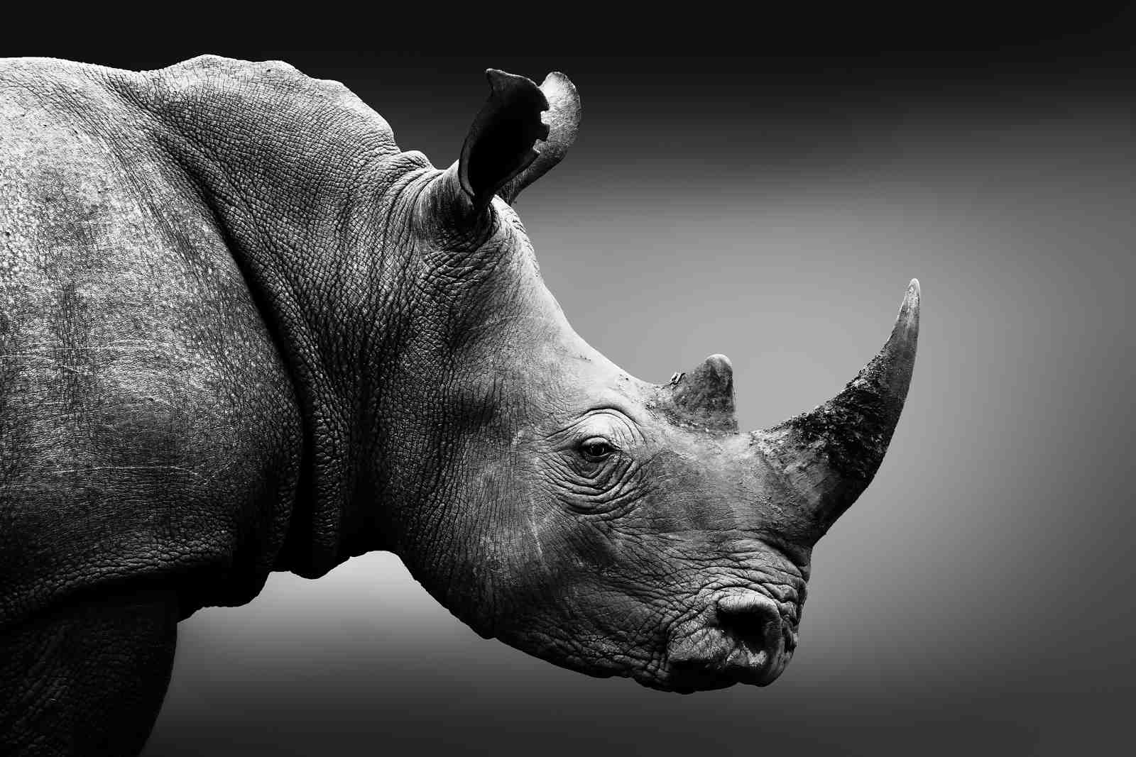 Majestic Rhinoceros Close-up Black and White Wall Art
