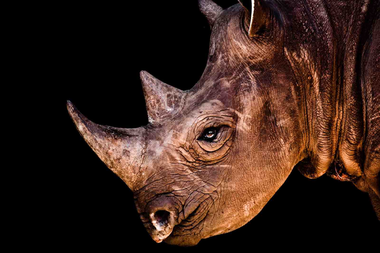Majestic Rhino Close-Up Animal Wall Art
