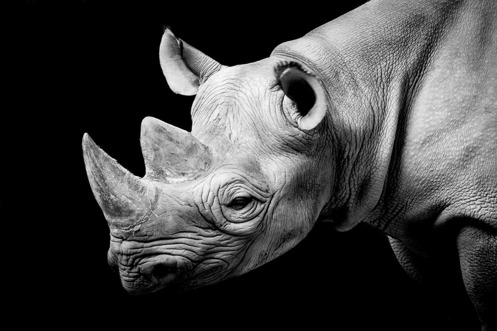 Majestic Rhino Portrait Black & White Wall Art