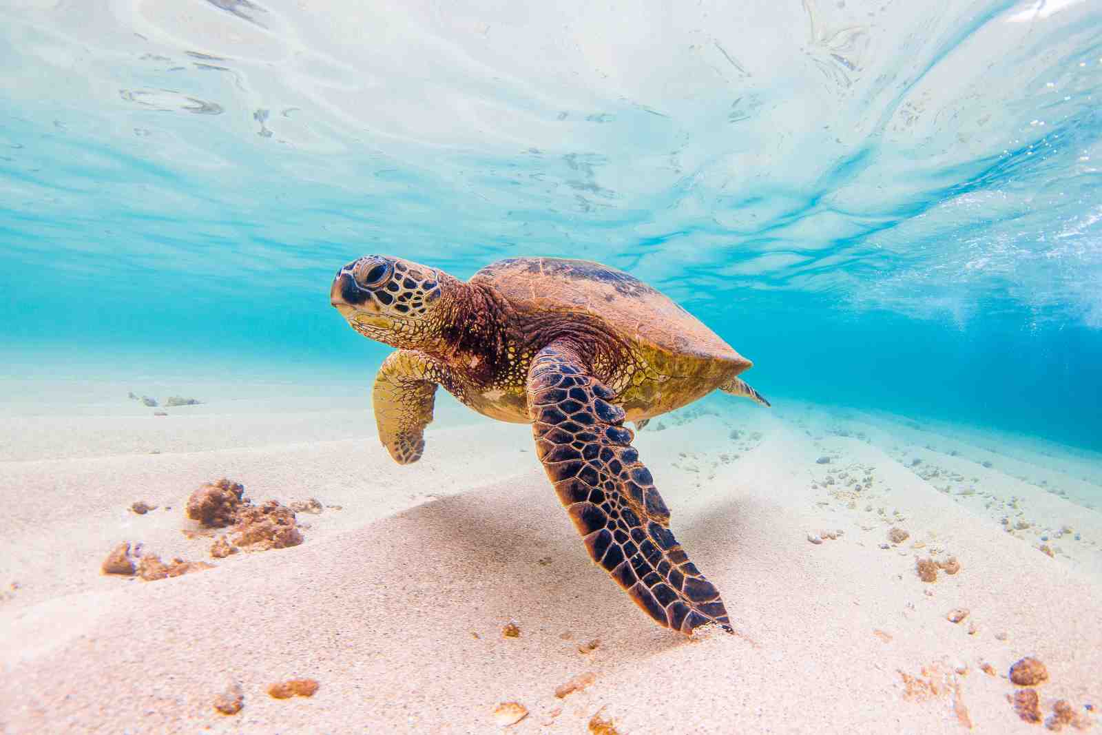 Majestic Sea Turtle Ocean Serenity Wall Art