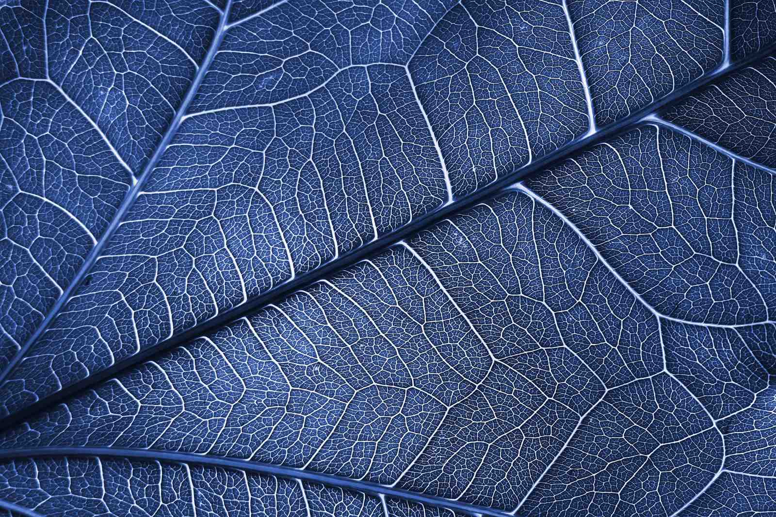 Deep Blue Leaf Vein Macro Wall Art