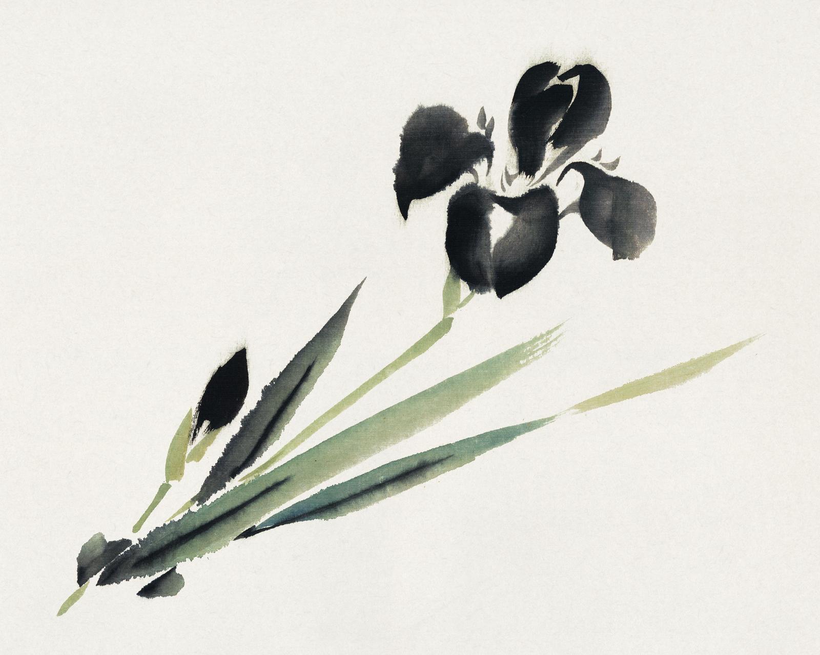 Elegant Black Iris Japanese Art Wall Art