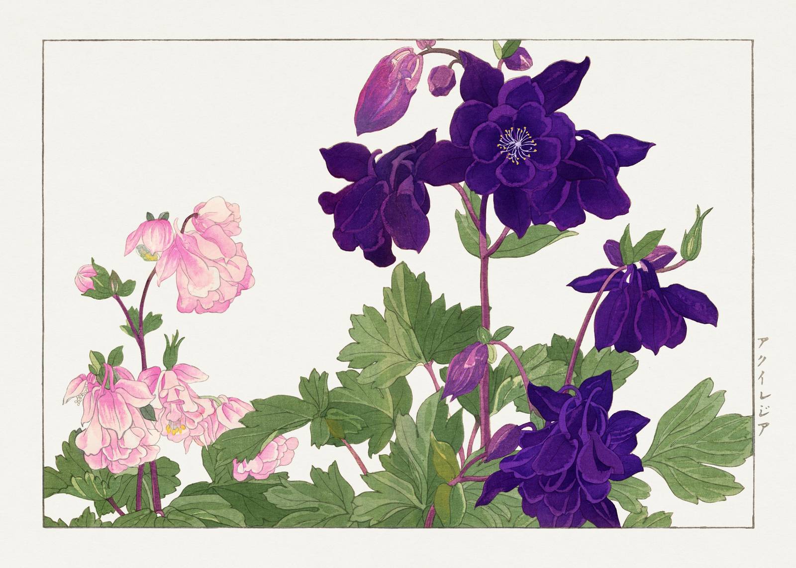 Elegant Purple & Pink Columbine Floral Wall Art