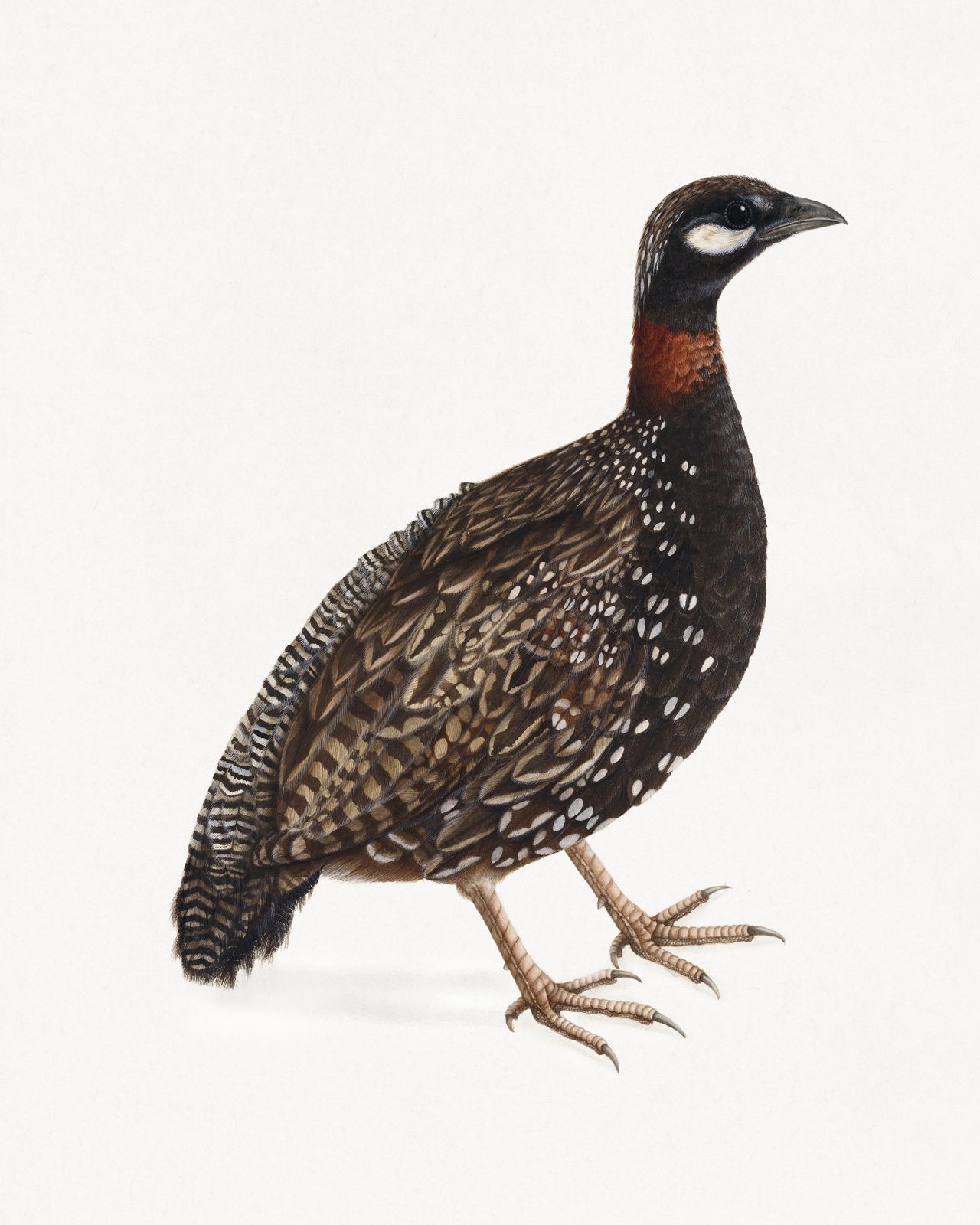 Exquisite Partridge Nature Art Wall Art