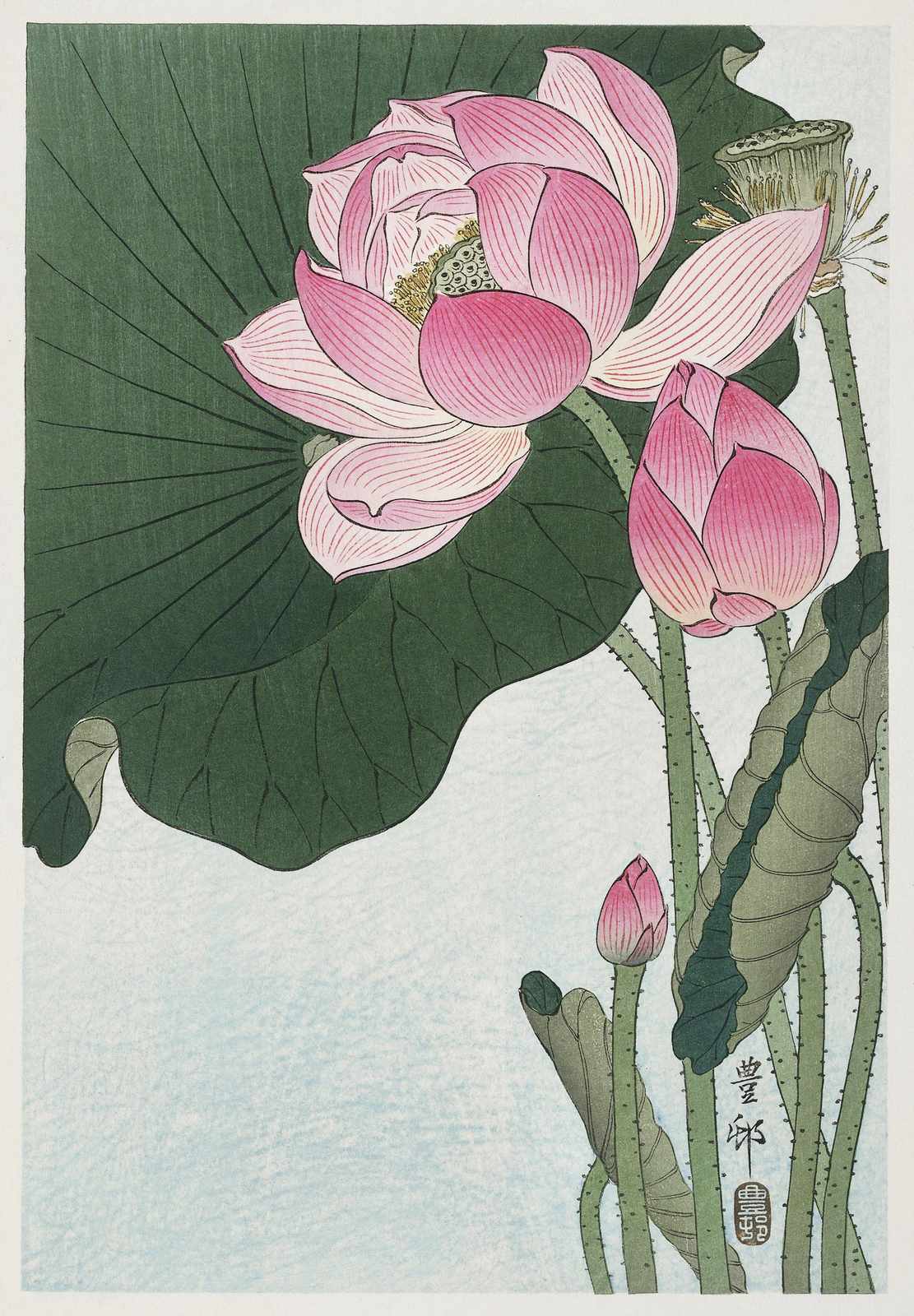 Serene Pink Lotus Flowers Wall Art