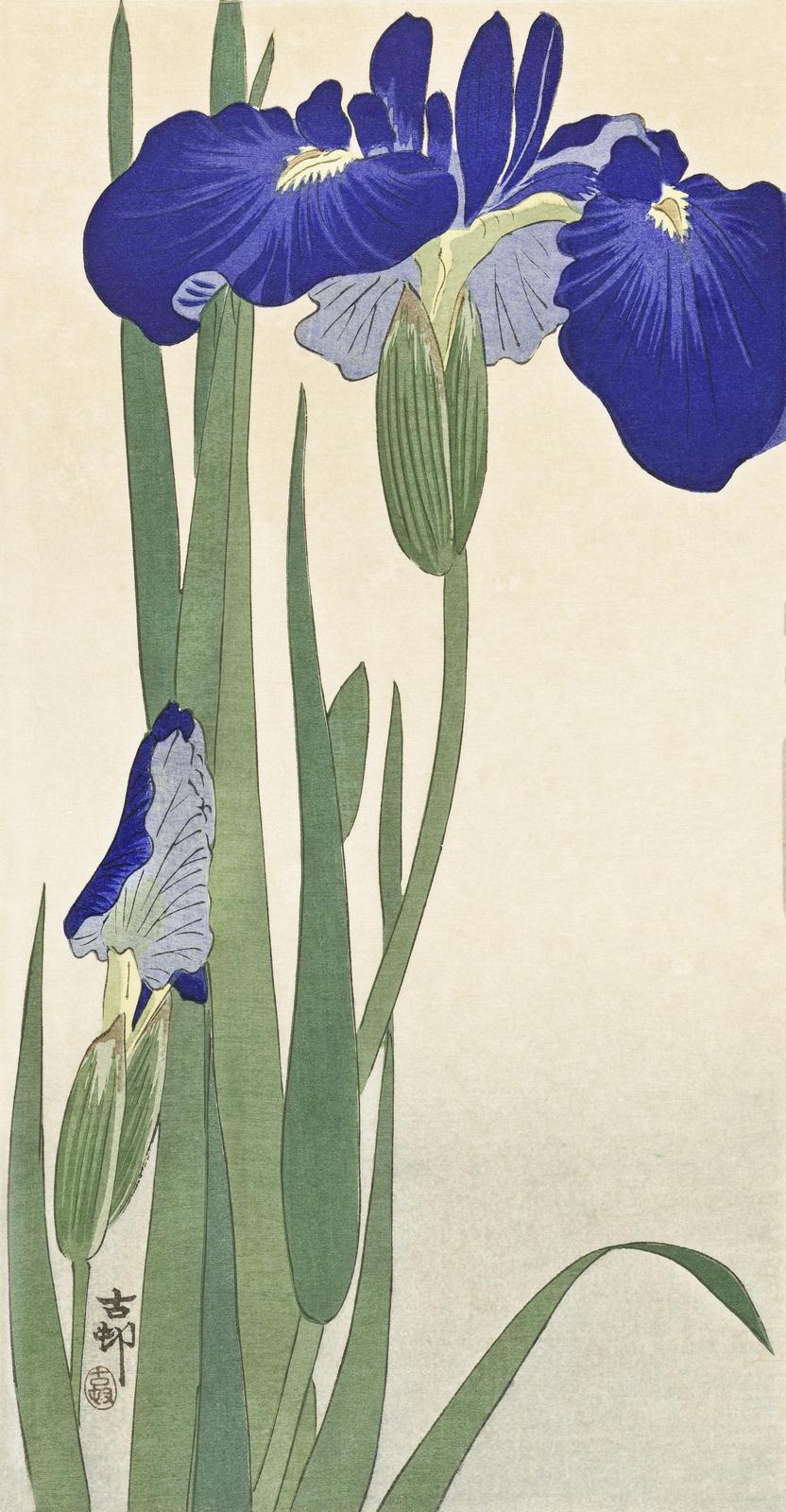 Vibrant Blue Iris Floral Japanese Art Wall Art