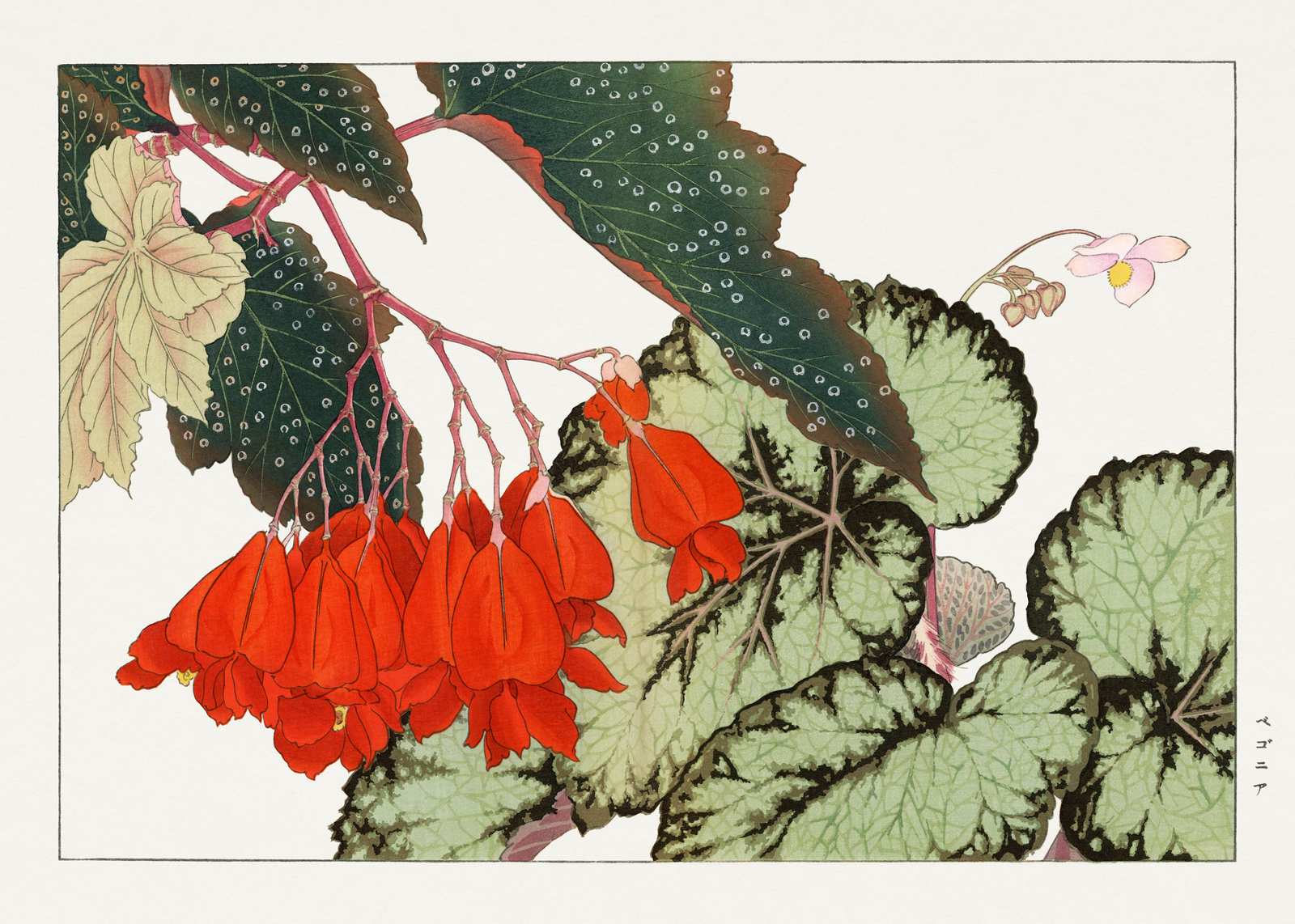 Vibrant Begonia Floral Japanese Art Wall Art